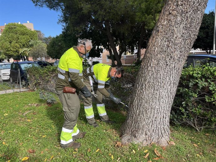 Operarios usando un tratamiento de endoterapia vegetal en un pino