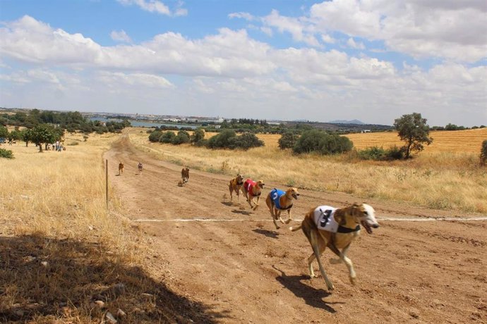 Archivo - Carrera de galgos