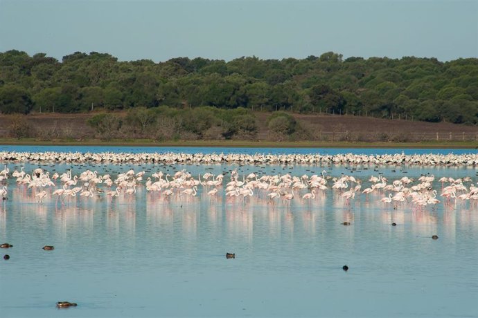 Archivo - Flamencos. Aves. Ornitología. Parque Nacional de Doñana. Naturaleza. 