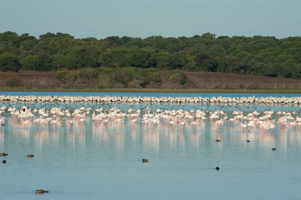 Archivo - Flamencos. Aves. Ornitología. Parque Nacional de Doñana. Naturaleza. 