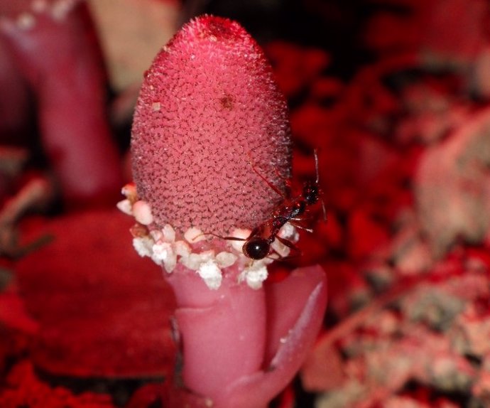 Una inflorescencia de Balanophora subcupularis (un racimo de flores) es polinizada por una hormiga que busca el polen y el néctar de la planta.