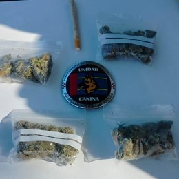 La Unidad Canina de Policía Municipal requisa cuatro bolsas de marihuana en un entorno escolar de Móstoles