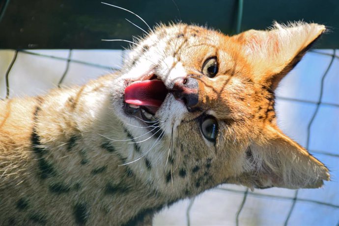 Serval en el núcleo zoológico 'El Bosque' en Oviedo.