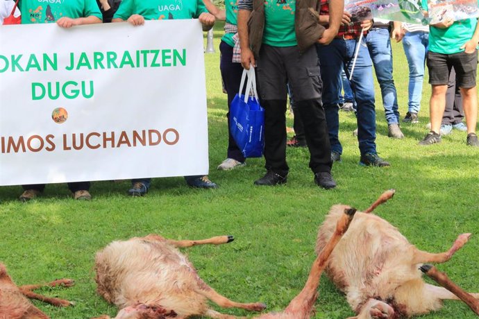 Ovejas muertas como consecuencia de ataque de lobo