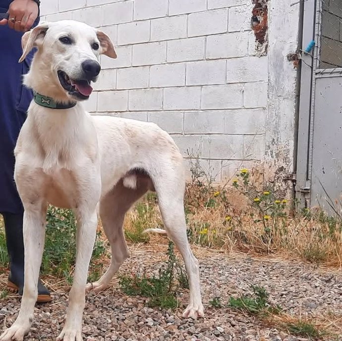 Uno de los perros que puede adoptarse en el centro de Movera.