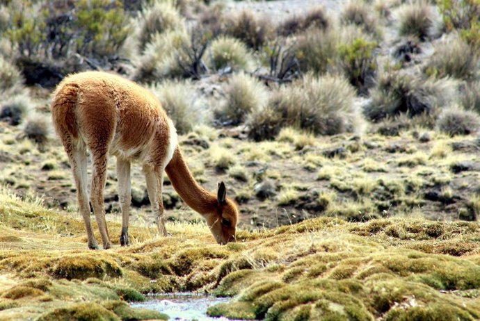 Pastoreo de bofedales en el altiplano chileno.