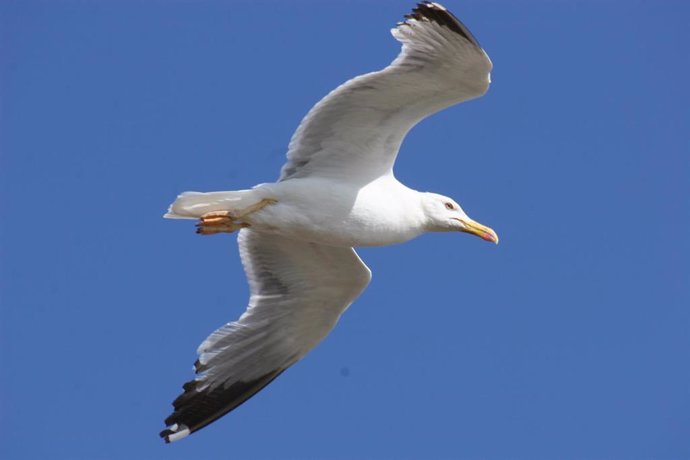 La gaviota patiamarilla es una de las especies objeto del estudio.