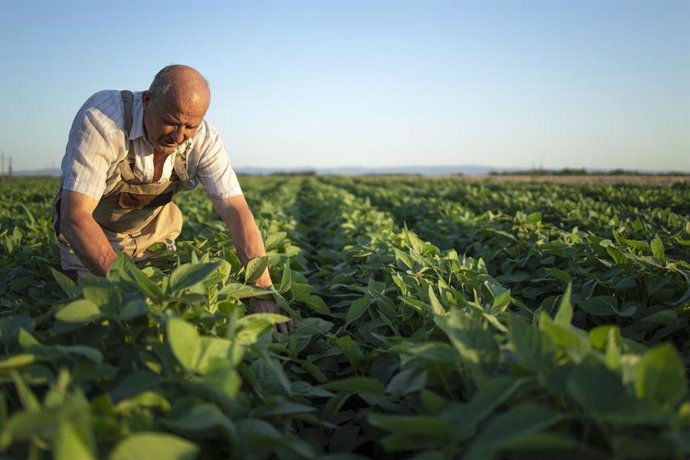 Archivo - Agricultor en un campo