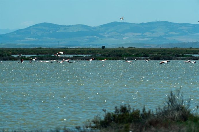 Archivo - Aves en Doñana.