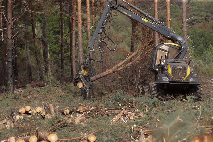 Archivo - Una máquina de la empresa ‘Maderas Ourense’ limpia los árboles quemados en una finca, a 30 de septiembre de 2022, en A Pobra do Brollón, Lugo, Galicia, (España). 