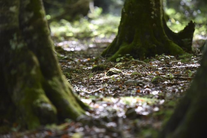 Archivo - Hojas secas el día que da comienzo el otoño 2023, en el parque nacional de Ordesa y Monte Perdido, a 19 de septiembre de 2023, en Huesca, Aragón (España). El otoño de 2023 en el hemisferio norte comienza el sábado 23 de septiembre, según cálculo