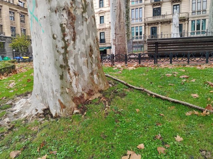 Ramas caídas por el temporal en Bilbao