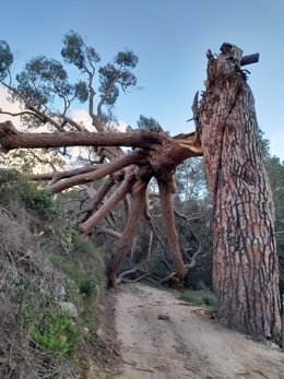 El pino monumental 'Pi de les Planes' de l'Aleixar (Tarragona), derribado por el viento