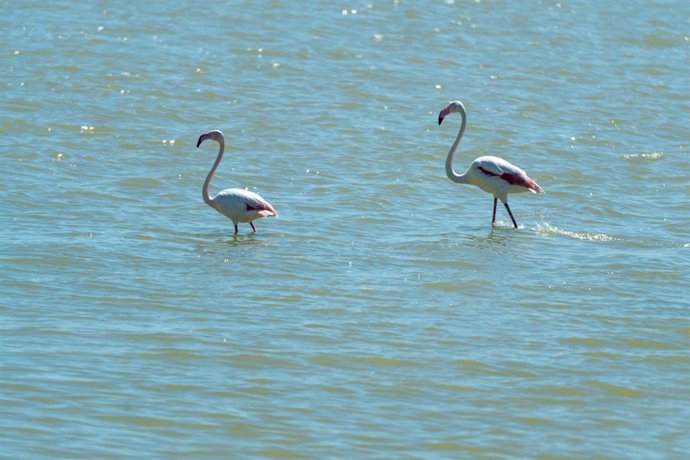 Archivo - Imágen de flamencos en el entorno de Doñana.