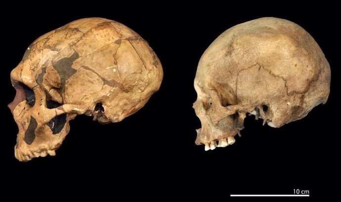 Una réplica de un cráneo de neandertal de aproximadamente 50.000 años de antigüedad de La Ferrassie, Francia, comparada con un cráneo reciente de Homo Sapiens