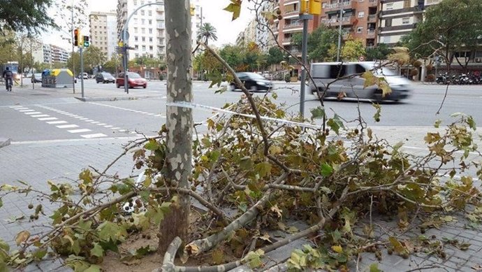 Árbol caído durante la alerta por viento en Barcelona