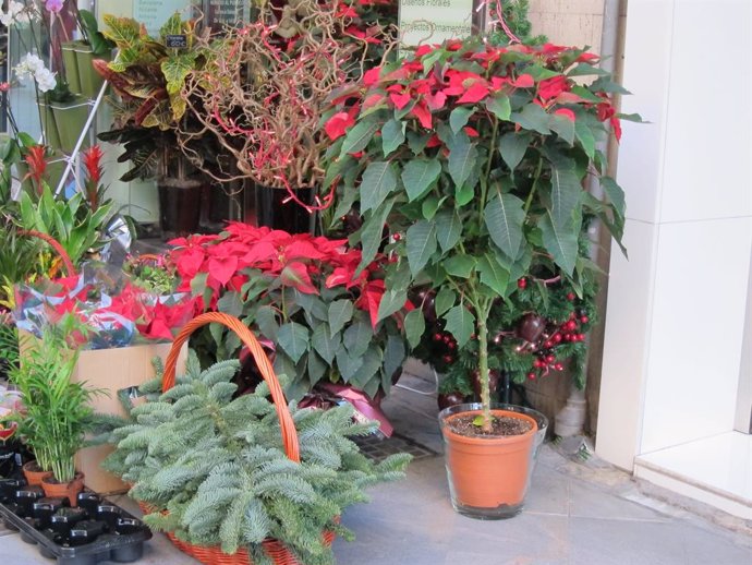 Archivo - Algunas flores de Pascua, típicas en Navidad