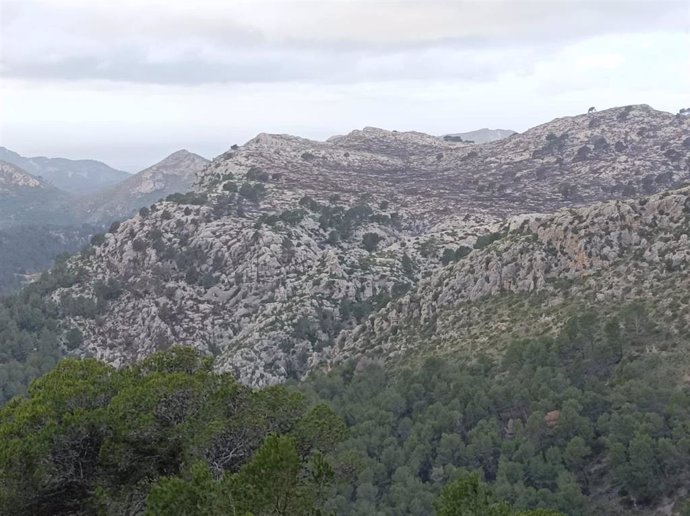 Imagen de la zona afectada por el fuego.