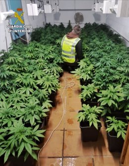 Incautación de las plantas de marihuana en O Rosal (Pontevedra)