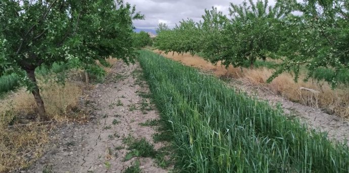 Es muy importante elegir la especie vegetal adecuada a cada explotación teniendo en cuenta la pluviometría y la disponibilidad de agua de riego.