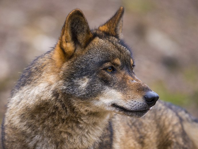 Archivo - Imangen de archivo de lobo ibérico