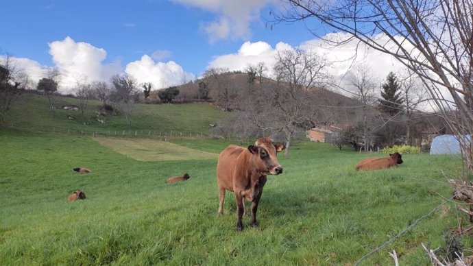 Archivo - Vacas en Asturias.