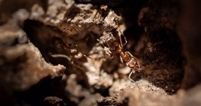 La hormiga argentina (Linepithema humile) se extiende de Doñana a Italia.