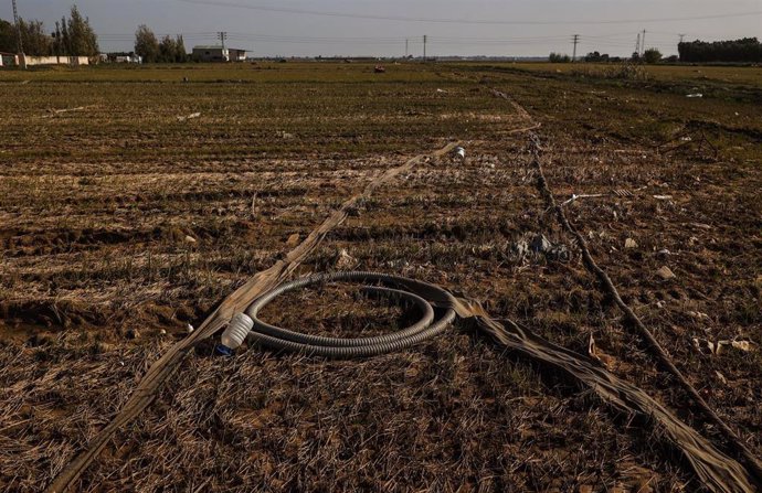 Restos de la DANA en un campo de arrozales en las inmediaciones de la Albufera, a un mes del paso de la DANA por Valencia, a 29 de noviembre de 2024, en Valencia, Comunidad Valenciana (España). 