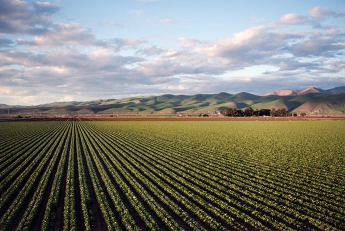 Archivo - Imagen de un campo de cultivo