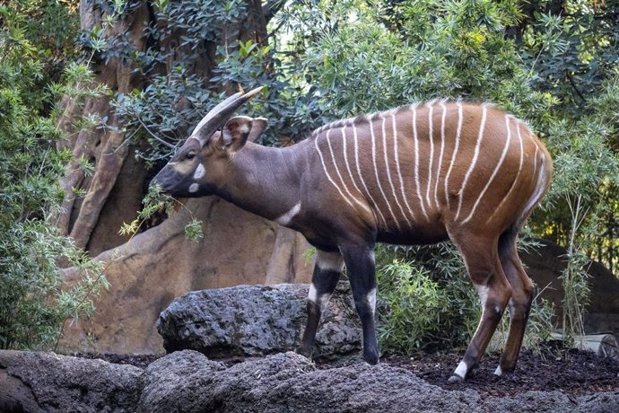 Bongo oriental en Bioparc