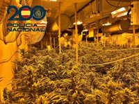 Decomisadas 5.400 plantas de marihuana en Sevilla en una operación con cuatro detenidos