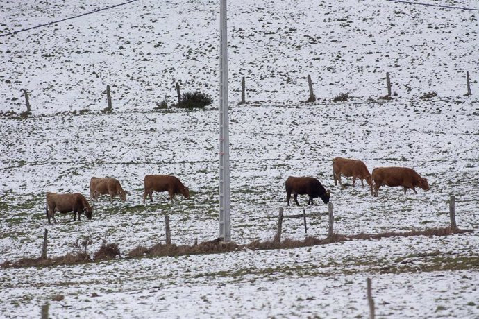 Archivo - Varias vacas en un campo cubierto de nieve, a 24 de febrero de 2023, en A Fonsagrada, Lugo, Galicia (España). El anticiclón y la borrasca que se encuentran sobre la península han creado un corredor de aire frío de origen polar marítimo. Esto ha 