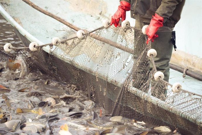 Archivo - Imagen de archivo de pesca en Andalucía.