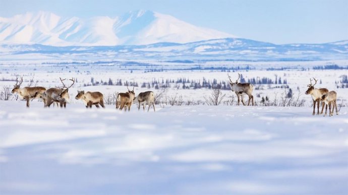Un grupo de caribúes de la manada de caribúes del Ártico occidental recorre un sendero invernal entre los pueblos de Selawik y Ambler, Alaska, dentro del Refugio Nacional de Vida Silvestre de Selawik.