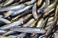 Pescadores de Sanlúcar (Cádiz) esperan un recorte "menos brusco" de la cuota del boquerón para seguir faenando en 2025