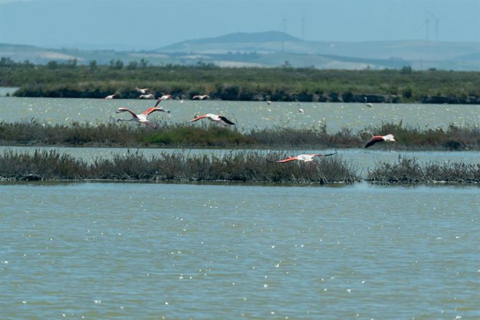 Archivo - Imágenes de aves en los terrenos de la finca 'Veta la Palma', a 24 de abril de 2024, en La Puebla del Río, Sevilla (Andalucía, España). 