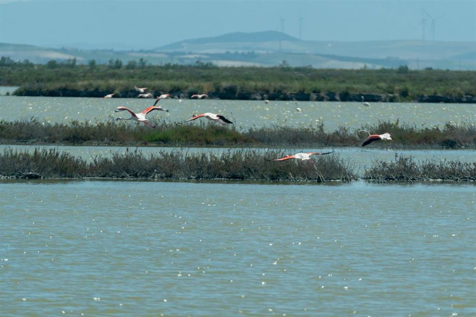 Archivo - Imágenes de aves en los terrenos de la finca 'Veta la Palma', a 24 de abril de 2024, en La Puebla del Río, Sevilla (Andalucía, España). 