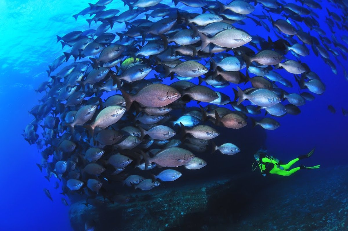 WWF España pide diálogo y participación de la población de El Hierro en