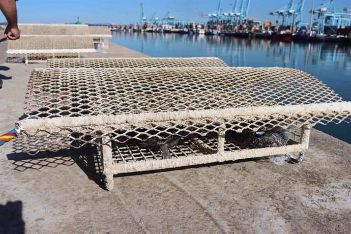 Microarrecifes biomiméticos colocados en el Puerto de Algeciras para aumentar la biodiversidad marina