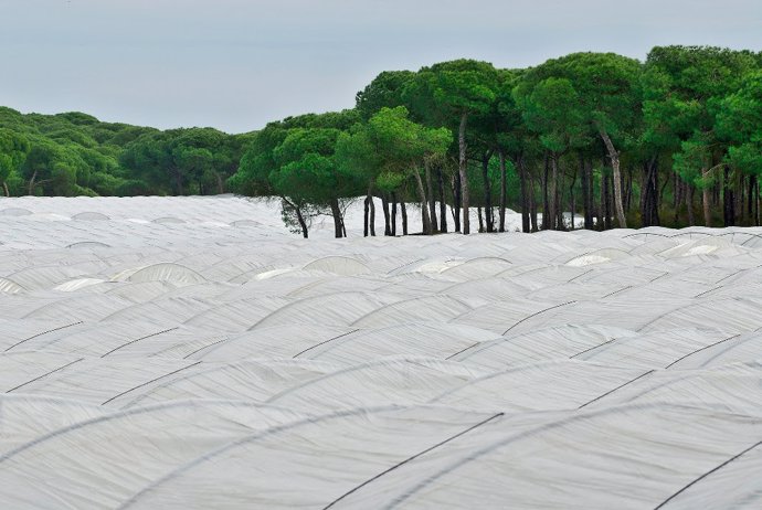 Archivo - Imagen de cultivos en Doñana.