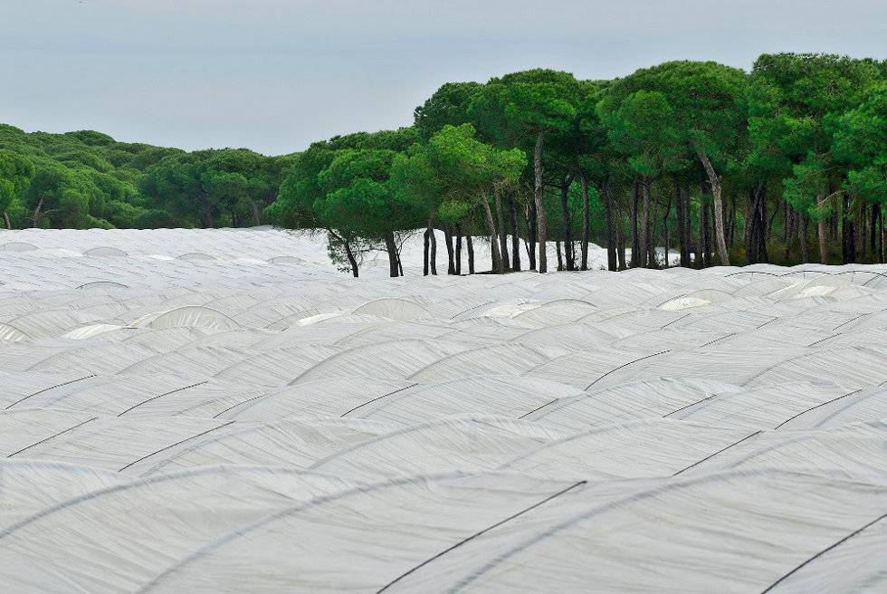 Archivo - Imagen de cultivos en Doñana.