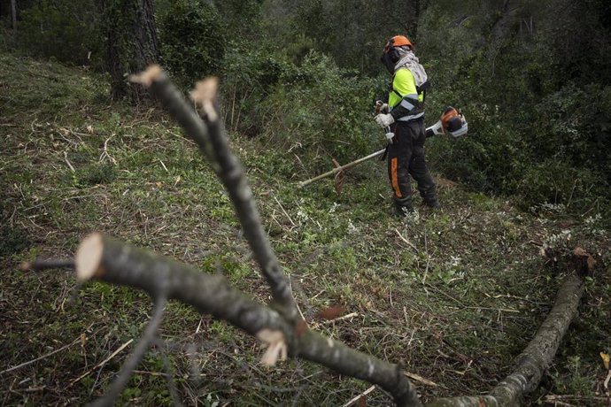 Tareas en los bosques metropolitanos para minimizar el riesgo de incendios