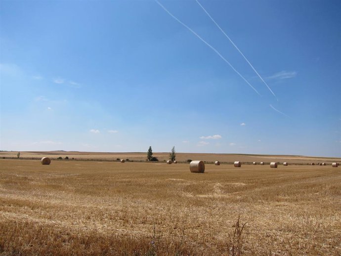 Archivo - Campos De Cultivo, Cereal, Cosecha, Verano, Turismo Rural