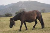 Foto: Los caballos se pueden contagiar del virus H5N1 de la gripe aviar, pero la infección pasa desapercibida