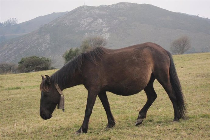 Archivo - Imagen de archivo de un caballo.