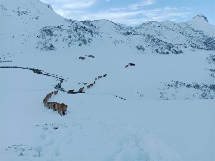 Rescate de un rebaño de 20 vacas en Somiedo, perdidas en la nieve por encima del Lago del Valle.