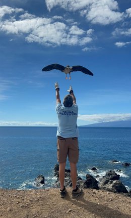 Una pardela cenicienta inicia el vuelo en la costa de Tenerife