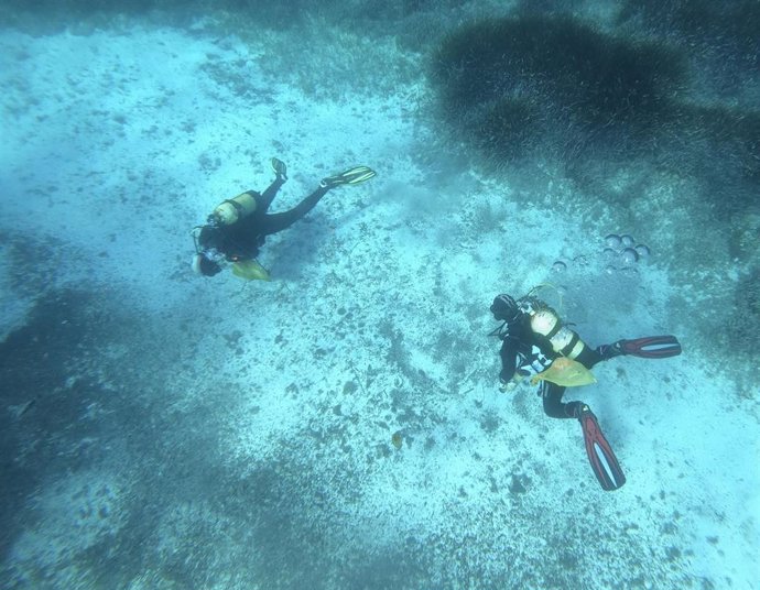 Investigadores de la UCA estudiando praderas marinas.