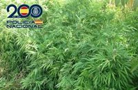 Dos detenidos tras el desmantelamiento en una vivienda de una plantación con más de 300 plantas de marihuana en Granada
