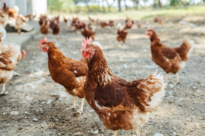 Gallinas camperas o ecológicas